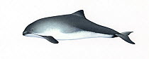 Harbour porpoise (Phocoena phocoena) adult     No more than 15 illustrations by Martin Camm, Rebecca Robinson and/or Toni Llobet to be used in a single project or book edition, except by prior wri...
