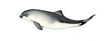 Harbour porpoise (Phocoena phocoena) calf     No more than 15 illustrations by Martin Camm, Rebecca Robinson and/or Toni Llobet to be used in a single project or book edition, except by prior writ...