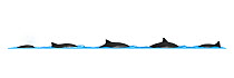 Harbour porpoise (Phocoena phocoena) Dive sequence     No more than 15 illustrations by Martin Camm, Rebecca Robinson and/or Toni Llobet to be used in a single project or book edition, except by p...