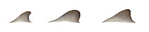 Franciscana dolphin (Pontoporia blainvillei) Dorsal fin variations     No more than 15 illustrations by Martin Camm, Rebecca Robinson and/or Toni Llobet to be used in a single project or book edit...
