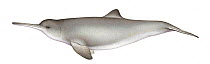 Franciscana dolphin (Pontoporia blainvillei) adult female     No more than 15 illustrations by Martin Camm, Rebecca Robinson and/or Toni Llobet to be used in a single project or book edition, exce...