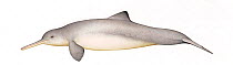 Franciscana dolphin (Pontoporia blainvillei) adult male     No more than 15 illustrations by Martin Camm, Rebecca Robinson and/or Toni Llobet to be used in a single project or book edition, except...