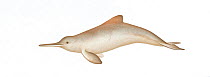 Franciscana dolphin (Pontoporia blainvillei)     No more than 15 illustrations by Martin Camm, Rebecca Robinson and/or Toni Llobet to be used in a single project or book edition, except by prior wr...