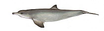 Franciscana dolphin (Pontoporia blainvillei) calf.  No more than 15 illustrations by Martin Camm, Rebecca Robinson and/or Toni Llobet to be used in a single project or book edition, except by prior...