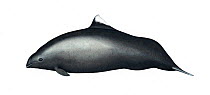 Dall's porpoise (Phocoenoides dalli) Hybrid with harbour porpoise (Phocoena phocoena) 1     No more than 15 illustrations by Martin Camm, Rebecca Robinson and/or Toni Llobet to be used in a single...