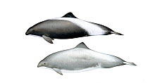 Dall's porpoise (Phocoenoides dalli) hybrids with harbour porpoise (Phocoena phocoena) 2 & 3     No more than 15 illustrations by Martin Camm, Rebecca Robinson and/or Toni Llobet to be used in a s...
