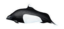 Dall's porpoise (Phocoenoides dalli) old adult male Dalli-type     No more than 15 illustrations by Martin Camm, Rebecca Robinson and/or Toni Llobet to be used in a single project or book edition,...