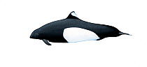 Dall's porpoise (Phocoenoides dalli) adult female Dalli-type     No more than 15 illustrations by Martin Camm, Rebecca Robinson and/or Toni Llobet to be used in a single project or book edition, e...