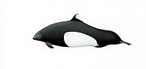 Dall's porpoise (Phocoenoides dalli) adult male Dalli-type     No more than 15 illustrations by Martin Camm, Rebecca Robinson and/or Toni Llobet to be used in a single project or book edition, exc...