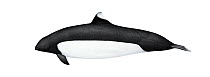 Dall's porpoise (Phocoenoides dalli) adult female Truei-type     No more than 15 illustrations by Martin Camm, Rebecca Robinson and/or Toni Llobet to be used in a single project or book edition, e...