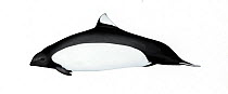 Dall's porpoise (Phocoenoides dalli) adult male Truei-type     No more than 15 illustrations by Martin Camm, Rebecca Robinson and/or Toni Llobet to be used in a single project or book edition, exc...