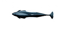 Dall's porpoise (Phocoenoides dalli) adult male Dalli-type upperside     No more than 15 illustrations by Martin Camm, Rebecca Robinson and/or Toni Llobet to be used in a single project or book edi...