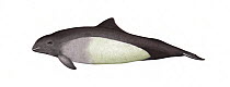 Dall's porpoise (Phocoenoides dalli) calf     No more than 15 illustrations by Martin Camm, Rebecca Robinson and/or Toni Llobet to be used in a single project or book edition, except by prior writ...