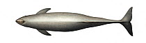 Burmeister's porpoise (Phocoena spinipinnis) adult upperside     No more than 15 illustrations by Martin Camm, Rebecca Robinson and/or Toni Llobet to be used in a single project or book edition, e...