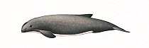 Burmeister's porpoise (Phocoena spinipinnis) calf     No more than 15 illustrations by Martin Camm, Rebecca Robinson and/or Toni Llobet to be used in a single project or book edition, except by pr...