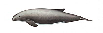 Burmeister's porpoise (Phocoena spinipinnis) adult left side     No more than 15 illustrations by Martin Camm, Rebecca Robinson and/or Toni Llobet to be used in a single project or book edition, e...