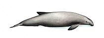 Burmeister's porpoise (Phocoena spinipinnis) adult right side     No more than 15 illustrations by Martin Camm, Rebecca Robinson and/or Toni Llobet to be used in a single project or book edition,...