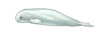 Beluga (Delphinapterus leucas) calf     No more than 15 illustrations by Martin Camm, Rebecca Robinson and/or Toni Llobet to be used in a single project or book edition, except by prior written agr...