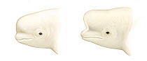 Beluga (Delphinapterus leucas) adult facial expressions     No more than 15 illustrations by Martin Camm, Rebecca Robinson and/or Toni Llobet to be used in a single project or book edition, except...