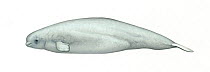 Beluga (Delphinapterus leucas) immature     No more than 15 illustrations by Martin Camm, Rebecca Robinson and/or Toni Llobet to be used in a single project or book edition, except by prior written...