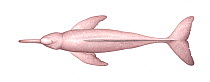 Amazon river dolphin (Inia geoffrensis) adult male, upperside     No more than 15 illustrations by Martin Camm, Rebecca Robinson and/or Toni Llobet to be used in a single project or book edition, e...