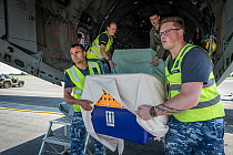 Royal Australian Airforce crew carry a crate which contains a koala off a Royal Australian Airforce (RAAF) C-27J Spartan. This plane was used to transport six koalas (Phascolarctos cinereus) evacuated...