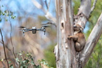Drone, operated by a member of the Victorian Police Remote Piloted Aircraft Systems (Police Air Wing, Specialist Response Division) hovers near a koala (Phascolarctos cinereus). This drone is being us...