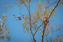 Drone, operated bya member of the Victorian Police Remote Piloted Aircraft Systems (Police Air Wing, Specialist Response Division) hovers near a koala (Phascolarctos cinereus). This drone is being use...
