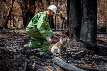 Koala (Phascolarctos cinereus) that has come down from a tree after a bush fire and is walking across  burnt ground, is collected by Forest and Wildlife Officer Lachlan Clarke. Gelantipy, Victoria, Au...