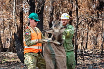 Koala (Phascolarctos cinereus) that was found walking across  burnt ground after a fire, is collected by Forest and Wildlife Lachlan Clarke, (right), assisted by a member of the Australian Defence For...