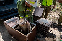 Forest and wildlife officer (assisted by members of the Australian Defence Force) transfers a Koala (Phascolarctos cinereus) that has been captured for a health check following bush fires in the area,...