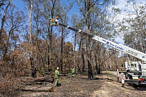 Cherry picker' ascends with a Forest and Wildlife officer to collect a Koala (Phascolarctos cinereus) from the tree so it can have a health check following bush fires in the area. Gelantipy, Vict...