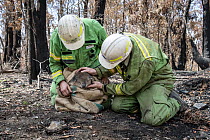 Forest and Wildlife officers do a preliminary health check on a Koala (Phascolarctos cinereus) that has been brought down from a tree to be checked for burns and weight after a bush fire in the area....