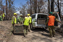 Koala (Phascolarctos cinereus) that has been captured for a health check following bush fires in the area, is transported in a crate to a vehicle by members of the Australian Defence Force. It will th...