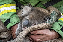 Koala (Phascolarctos cinereus) that was been captured for a health check following bush fires in the area, is held and checked by Forest and Wildlife officer Lachlan Clarke. After an initial assessmen...