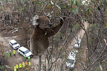Koala (Phascolarctos cinereus) in a Eucalyptus tree after recent bushfires, just before having a visual inspection for its health. If it is determined that a closer examination is required to determin...