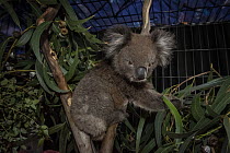 Koala (Phascolarctos cinereus) in a cage at the Mallacoota wildlife triage centre (which was a public hall until the fires). This Koala is being treated for burns. Mallacoota, Victoria, Australia. Jan...