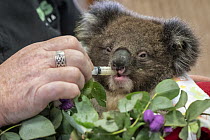 Baby Koala (Phascolarctos cinereus) named 'Micky' - one of six evacuated from the Mallacoota wildlife triage centre to Melbourne for further treatment to burns resulting from the Mallacoota bushfires...