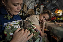 Triage coordinator and Senior Forest and Wildlife Officer Abby Smith - sitting in a Royal Australian Airforce (RAAF) C-27J Spartan - holding a young koala (Phascolarctos cinereus) that was burnt in th...
