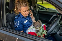 Senior Forest and Wildlife Officer Abby makes final arrangements to drive to Heaslville Sanctuary from East Sale RAAF Base, with a young rescued burn victim Koala (Phascolarctos cinereus) named '...