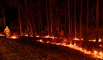 Members of the Angledale Rural Fire Service brigade light up a backburn to protect the edge of Bermagui township, New South Wales, Australia. January 2020.