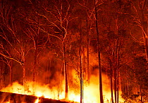 Bushfire in spotted gum (Corymbia maculata) forest on the far south coast of New South Wales, Australia. January 2020.