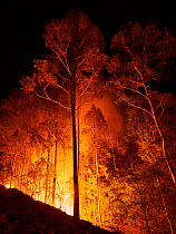 Bushfire in spotted gum (Corymbia maculata) forest on the far south coast of New South Wales, Australia. January 2020.
