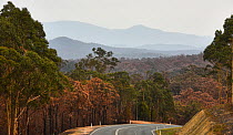 Kings Highway surrounded by burnt forest, New South Wales, Australia. The forest was damaged by the Currawan fire (later re-named the Clyde Fire after a mega fire developed) in 2014.
