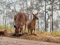 Desperately thirsty eastern grey kangaroos (Macropus giganteus) drink from a bird bath following a bushfire in Tathra, New South Wales, Australia. Water holes had dried up due to drought and food was...