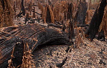 Blackened trees and scorched tree ferns in Monga National Park, New South Wales, Australia. Damage caused by the December 2019 - January 2020 bushfires. Stressed trees have dropped scorched leaves ont...