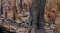 Blackened trees and scorched tree ferns in Monga National Park, New South Wales, Australia. Damage caused by the December 2019 - January 2020 bushfires. Stressed trees have dropped scorched leaves ont...