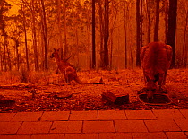 Eastern grey kangaroos (Macropus giganteus) drinking from bird bath as a bushfire burns in the surrounding forest. Sky reddened by ash and smoke. Tathra, New South Wales, Australia. January 2020.