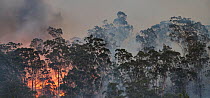 Forest fire on ridge near Clyde River, New South Wales, Australia. December 2019.
