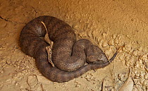 Death adder (Acanthophis antarcticus) escapes a bushfire by taking shelter in a drainage pipe under the road. New South Wales, Australia.